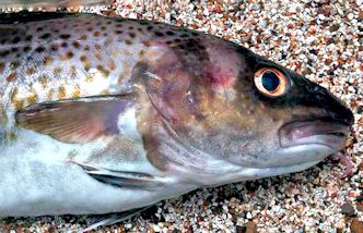Gadus morhua_05577